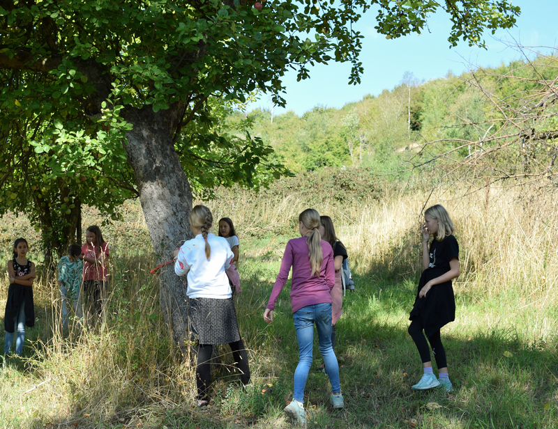 Einige Schülerinnen der Klasse 5b markieren einen Baum, der viele Früchte trägt, für die bevorstehende Apfelernte.