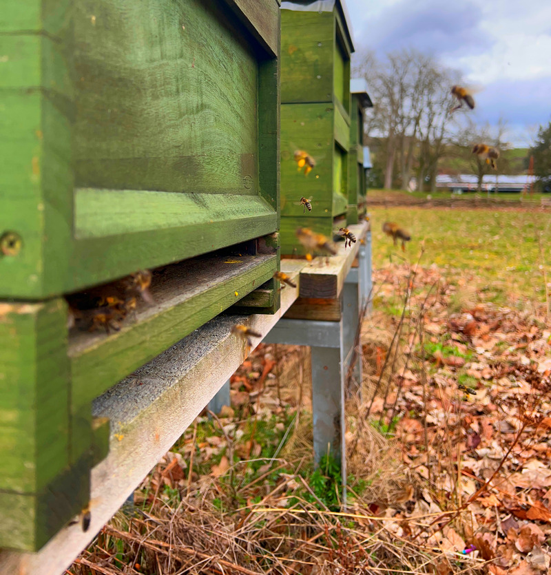 Bienen